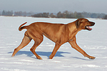 laufender Rhodesian Ridgeback / trotting Rhodesian Ridgeback