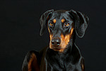 Dobermann / doberman pinscher