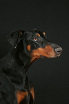 Dobermann / doberman pinscher