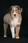 Miniature Australian Shepherd Welpe / miniature australian shepherd puppy