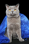 Britisch Kurzhaar / british shorthair