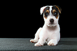 Parson Russell Terrier Welpe / parson russell terrier puppy