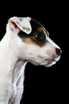 Parson Russell Terrier Welpe / parson russell terrier puppy