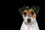 Parson Russell Terrier Portrait