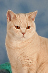 Britisch Kurzhaar / british shorthair