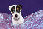 Parson Russell Terrier Welpe / parson russell terrier puppy