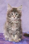 sitzendes Maine Coon Kätzchen / sitting maine coon kitten