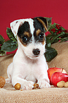 Parson Russell Terrier Welpe zu Weihnachten / PRT puppy at christmas