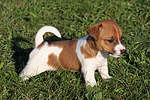 Jack Russell Terrier Welpe / jack russell terrier puppy