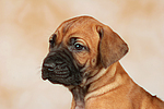 Rhodesian Ridgeback Welpe / rhodesian ridgeback puppy