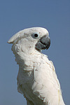 Kakadu Portrait / cockatoo portrait