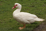 Warzenente / muscovy duck