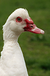 Warzenente / muscovy duck