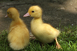 junge Warzenenten / young muscovy ducks