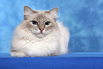 Heilige Birma / sacred birman