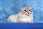 Heilige Birma / sacred birman