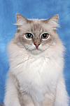 Heilige Birma / sacred birman