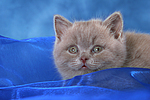 Britisch Kurzhaar Kätzchen Portrait / british shorthair kitten portrait