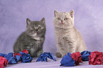 2 sitzende Britisch Kurzhaar Kätzchen / 2 sitting british shorthair kitten