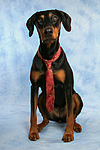 Dobermann / doberman pinscher