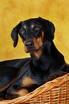 Dobermann Portrait / Doberman Pinscher Portrait