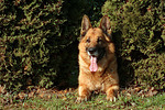 liegender Deutscher Schäferhund / lying German Shepherd