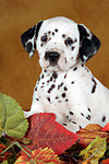 Dalmatiner Welpe / dalmatian puppy