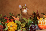 Abessinier / abyssinian cat