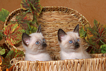 2 Thai Kätzchen / 2 thai kitten
