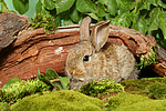 junges Zwergkaninchen / young dwarf rabbit