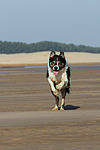 rennender Border Collie / running Border Collie