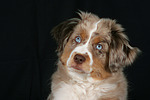 Miniature Australian Shepherd Welpe / miniature australian shepherd puppy