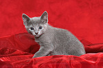 Russisch Blau Kätzchen / russian blue kitten