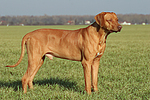 stehender Rhodesian Ridgeback / standing Rhodesian Ridgeback