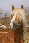 Haflinger Portrait / haflinger horse portrait