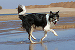 rennender Border Collie am Strand / running Border Collie at beach