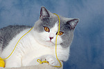 Britisch Kurzhaar / british shorthair