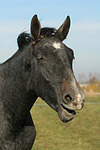 Sachsen Anhaltiner Warmblut / horse