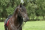 Friese Portrait / friesian horse portrait