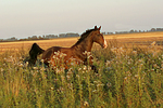 galoppierender Holsteiner / galloping Holsteiner