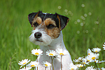 Parson Russell Terrier