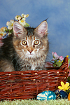 junge Maine Coon / young maine coon