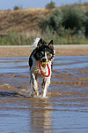 spielender Border Collie am Strand / playing Border Collie at beach