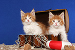 Maine Coon Kätzchen / maine coon kitten