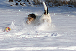 Parson Russell Terrier spielt im Schnee / PRT playing in snow