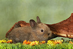 Zwergkaninchen / dwarf rabbit