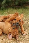 Rhodesian Ridgeback Welpen / rhodesian ridgeback puppies