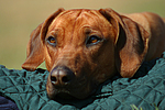 Rhodesian Ridgeback