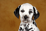 Dalmatiner Welpe / dalmatian puppy