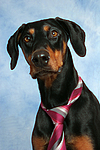 Dobermann / doberman pinscher